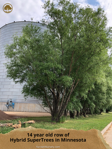 14-year-old row of mature Hybrid SuperTrees thriving in Minnesota at Karsten Nursery"