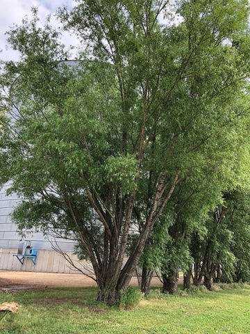 Tree in a grassy area with a building in the background