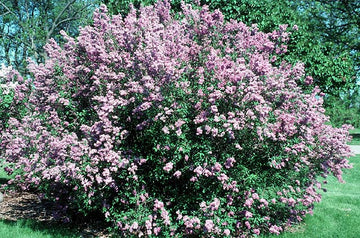 Lilac, Chinese (25 per bundle)