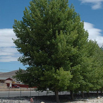 Poplar, Norway 'siouxland' (25 per bundle)