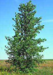 Poplar, Norway (25 per bundle)