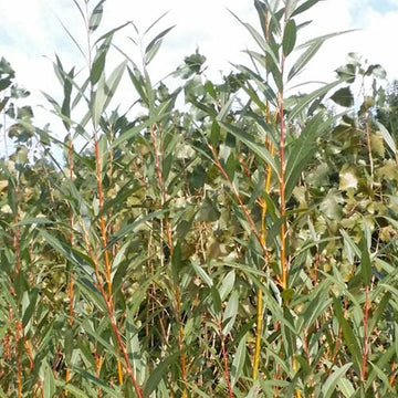 Willow, Golden (25 per bundle)