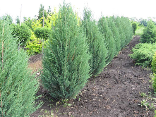Juniper, Rocky Mountain (50 per bundle)