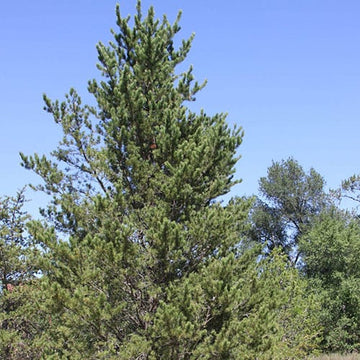 Pine, Jack (50 per bundle)