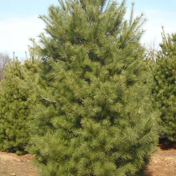 Pine, White (50 per bundle)