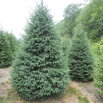 Spruce, Black Hills (50 per bundle)