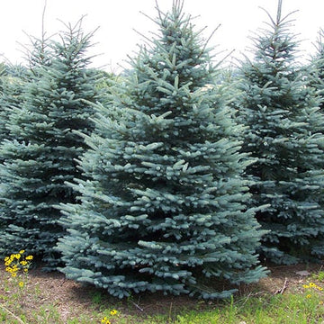 Spruce, Colorado (50 per bundle)