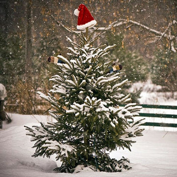 Spruce, White (50 per bundle)