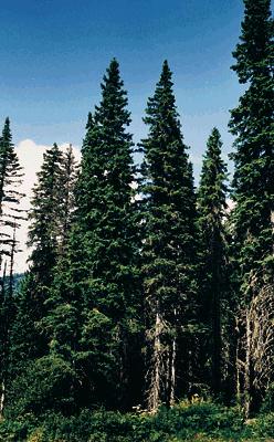 Spruce, White (50 per bundle)