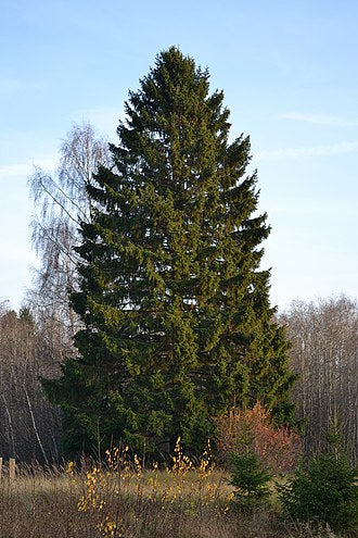 Spruce, Norway (50 per bundle)