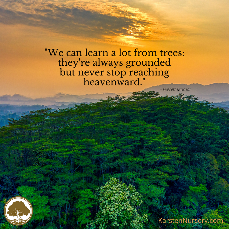 Forest with a sunset and a quote about trees, featuring KarstenNursery.com logo.