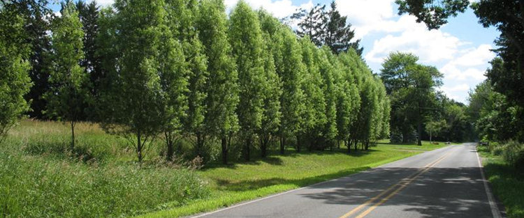 Road lined with trees on a sunny day