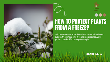How to Protect Plants from a Freeze?