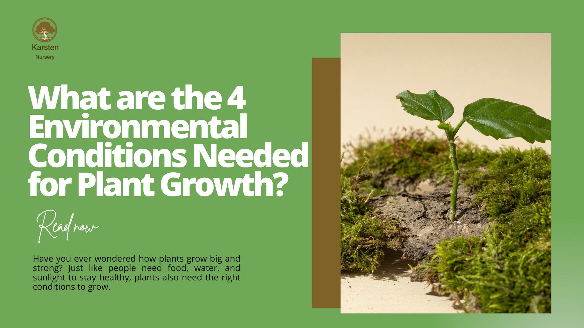 What are the 4 Environmental Conditions Needed for Plant Growth?