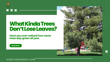 What Kinda Trees Don’t Lose Leaves?