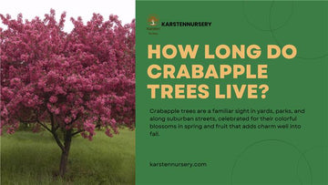 How Long Do Crabapple Trees Live?