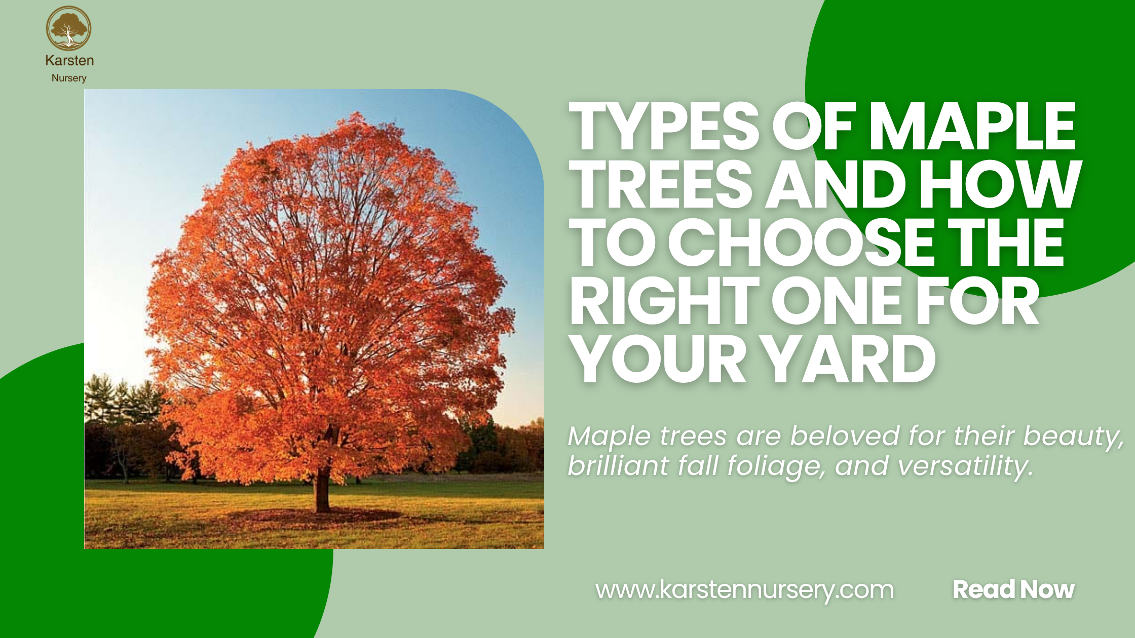 Types of Maple Trees and How to Choose the Right One for Your Yard