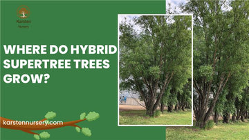 Where Do Hybrid Supertree Trees Grow?