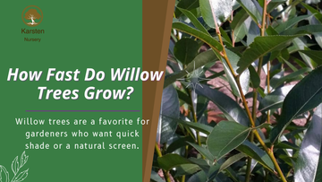 How Fast Do Willow Trees Grow?