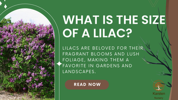 What is the size of a lilac?
