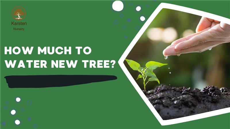 How Much To Water New Tree? | Karsten Nursery Guide