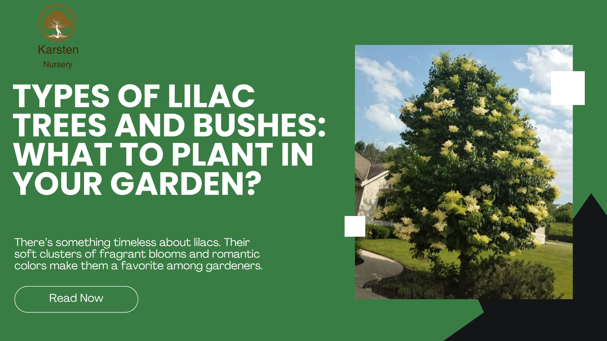 Types of Lilac Trees and Bushes: What to Plant in Your Garden?
