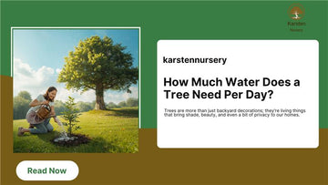 How Much Water Does a Tree Need Per Day?