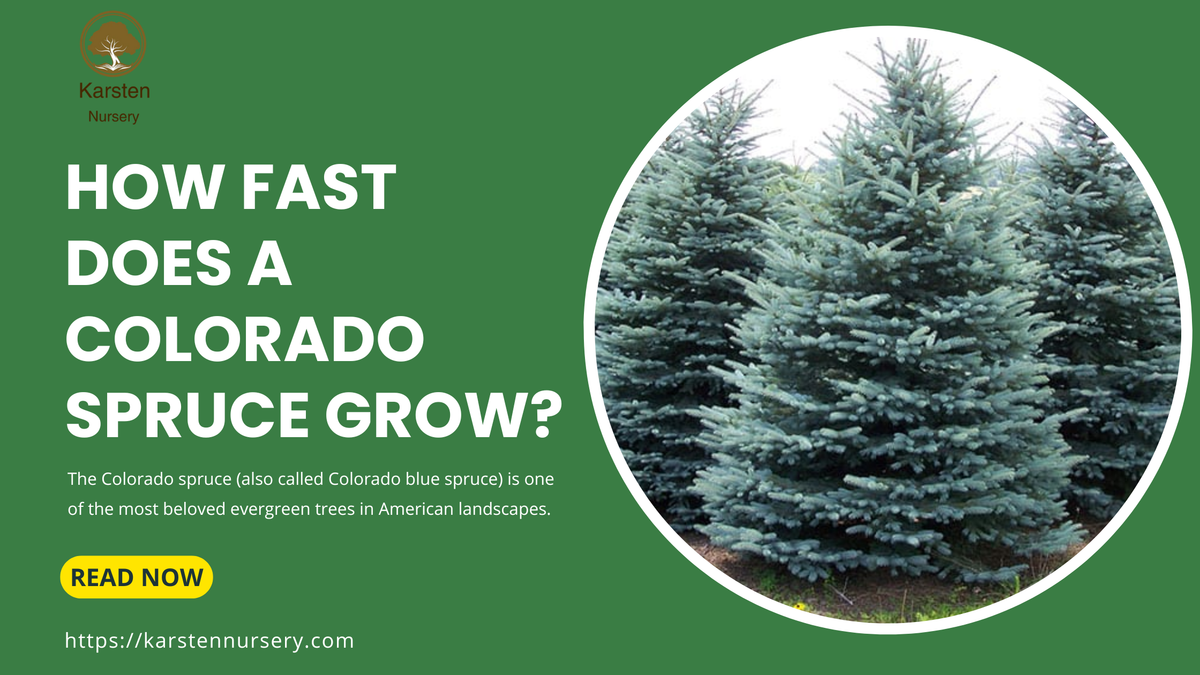 How Fast Does Colorado Spruce Grow – Growth Rate and Care Tips