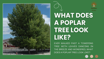 What Does a Poplar Tree Look Like?