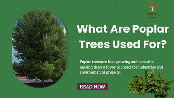 What Are Poplar Trees Used For?