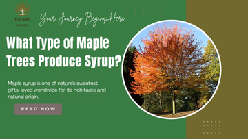 What Type of Maple Trees Produce Syrup?