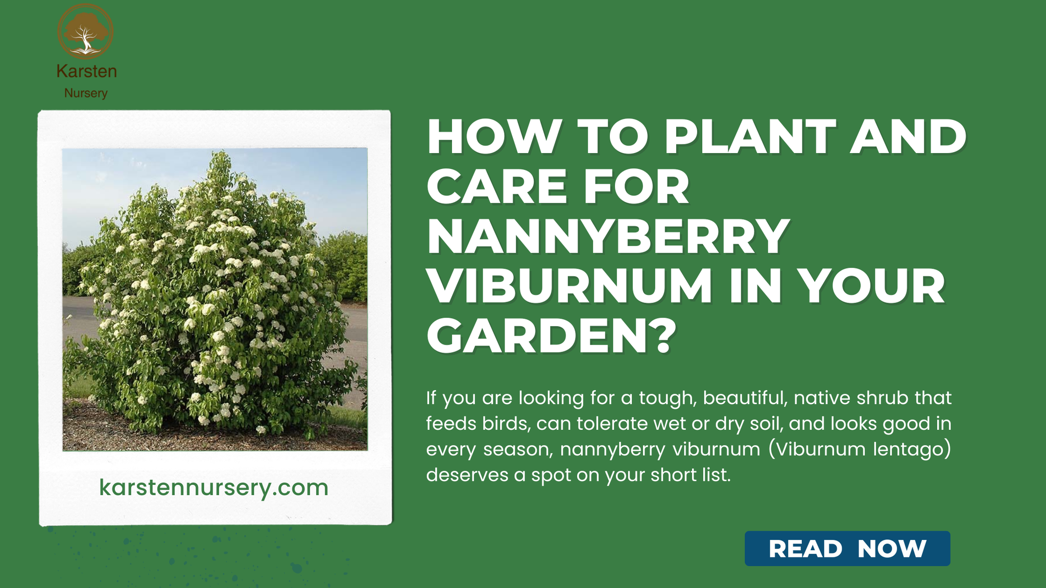 How to Plant and Care for Nannyberry Viburnum in Your Garden?