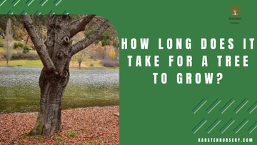 How long does it take for a tree to grow?