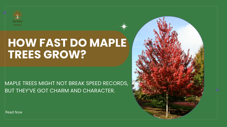 How Fast Do Maple Trees Grow?