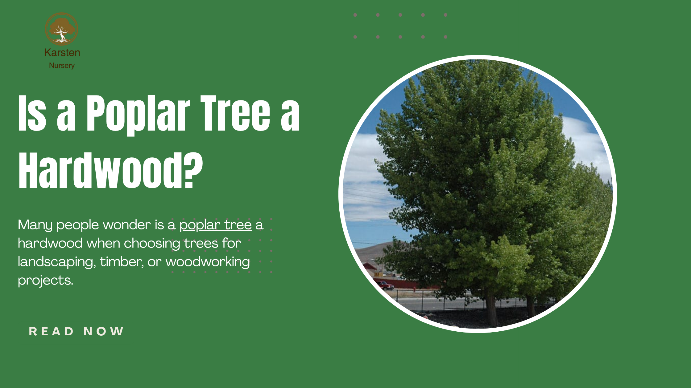Is a Poplar Tree a Hardwood? | Karsten Nursery Insights