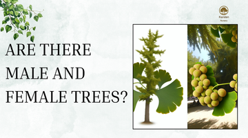 Are There Male and Female Trees