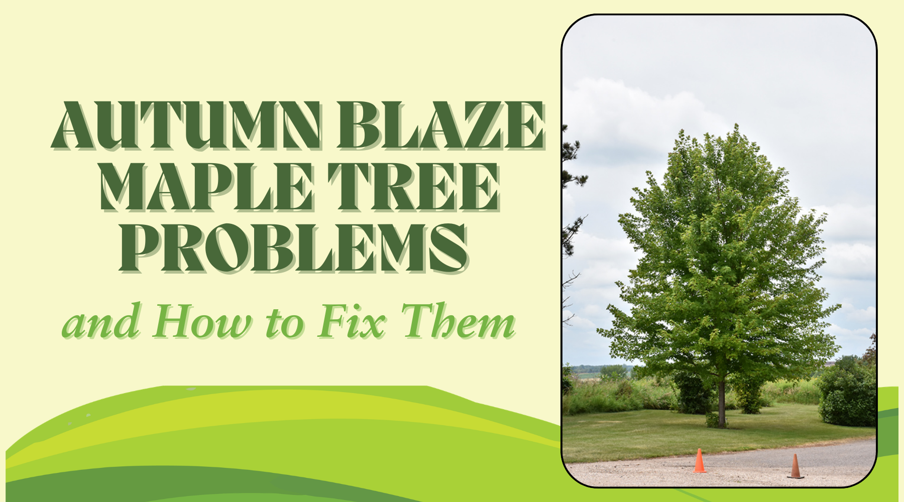 How Fast Do Maple Trees Grow? Growth Rate Guide Explained
