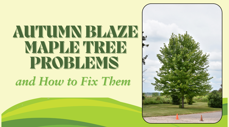 Autumn Blaze Maple Tree Problems: Common Issues and Solutions