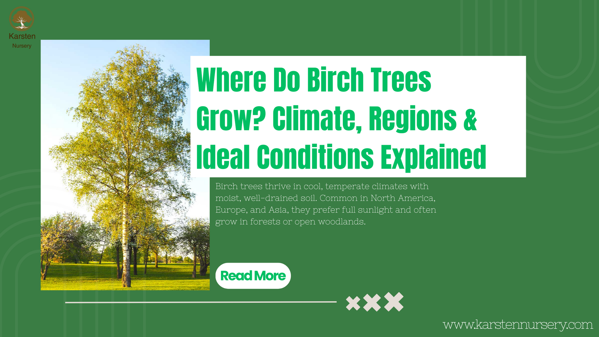 Where Do Birch Trees Grow? Climate, Regions & Ideal Conditions Explained