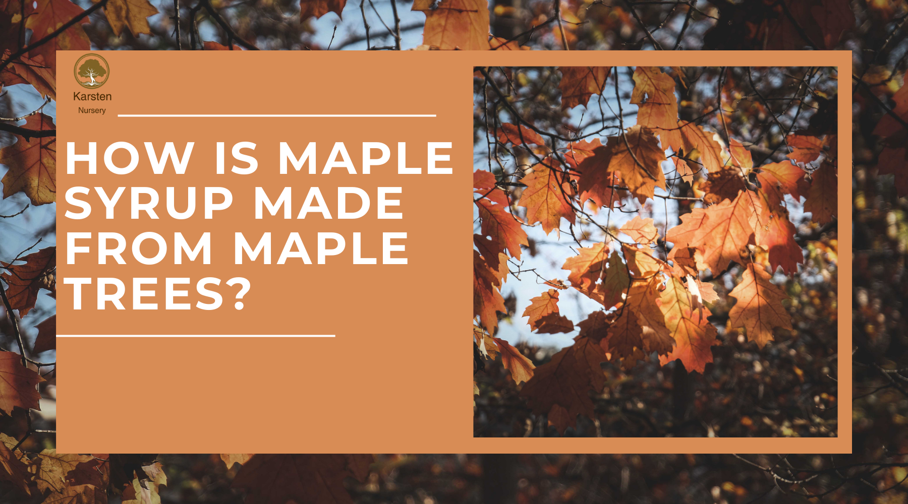 How Is Maple Syrup Made From Maple Trees - Karsten Nursery