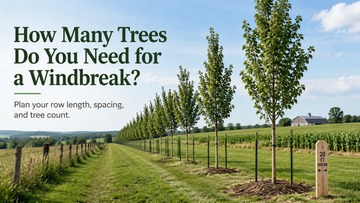 How Many Trees Do You Need for a Windbreak?