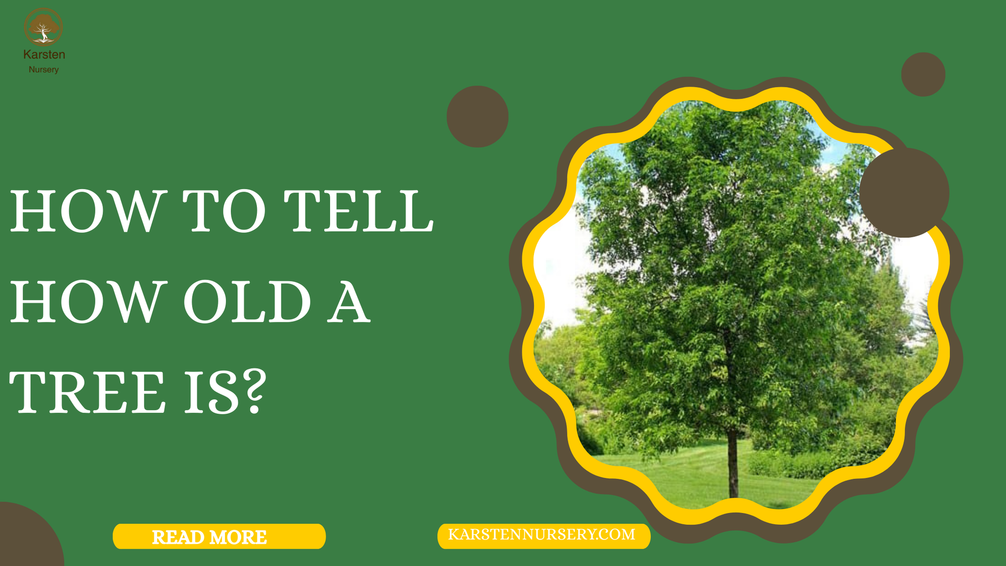 How to Tell How Old a Tree Is?