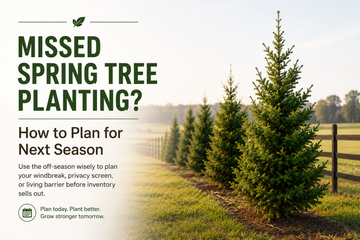 Missed Spring Tree Planting? How to Plan for Next Season