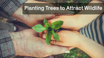Planting Trees to Attract Wildlife