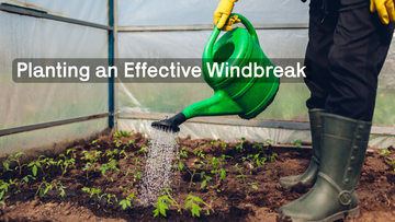 Planting an Effective Windbreak