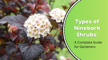 Types of Ninebark Shrubs: A Complete Guide for Gardeners