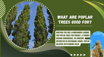 What Are Poplar Trees Good Fo