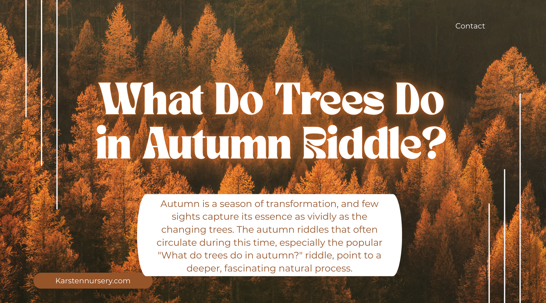 Oak Tree Riddles What Does an Oak Tree Look Like? Guide to Recognizing Oak Trees