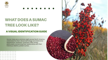What Does a Sumac Tree Look Like