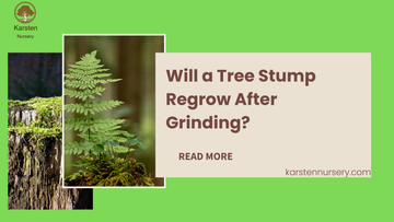 Will a Tree Stump Regrow After Grinding?